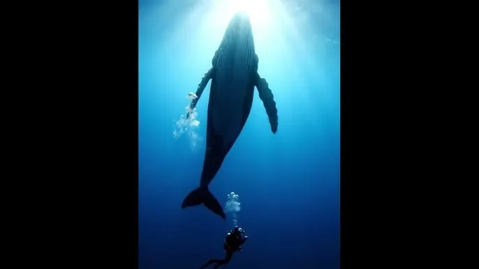 做家务的男人第二季 - 深蓝星球：探索海洋深处的未知世界